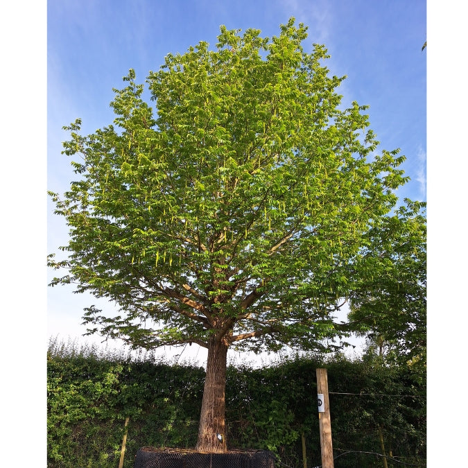 Pterocarya fraxinifolia