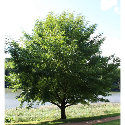 Pterocarya fraxinifolia