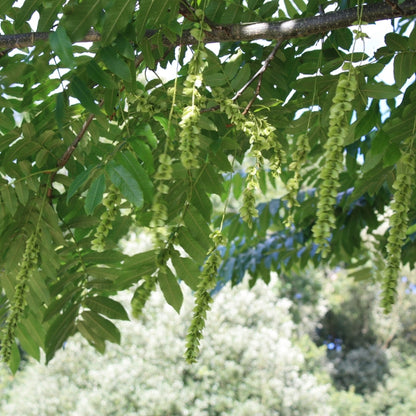 Pterocarya fraxinifolia