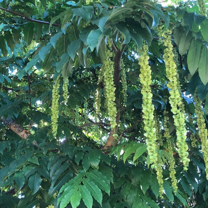 Pterocarya fraxinifolia