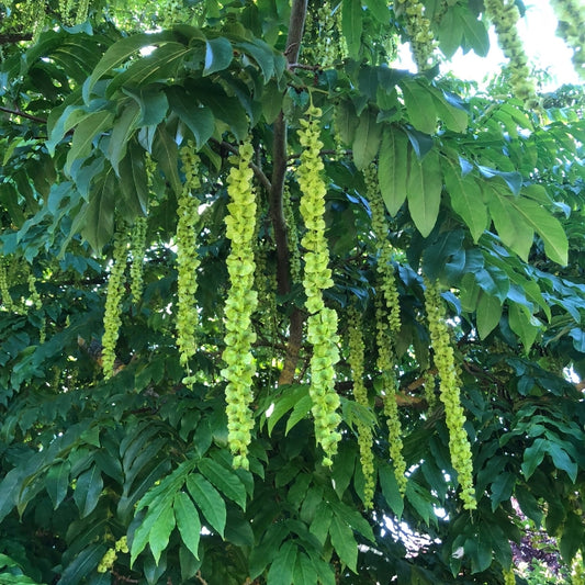 Pterocarya fraxinifolia