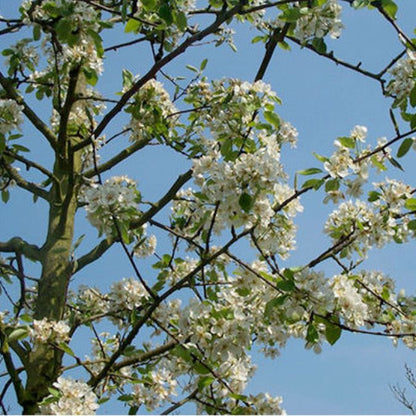 Pyrus com. 'Beurré Hardy'