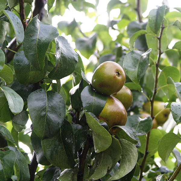 Pyrus com. 'Beurré Hardy' (Pleached)