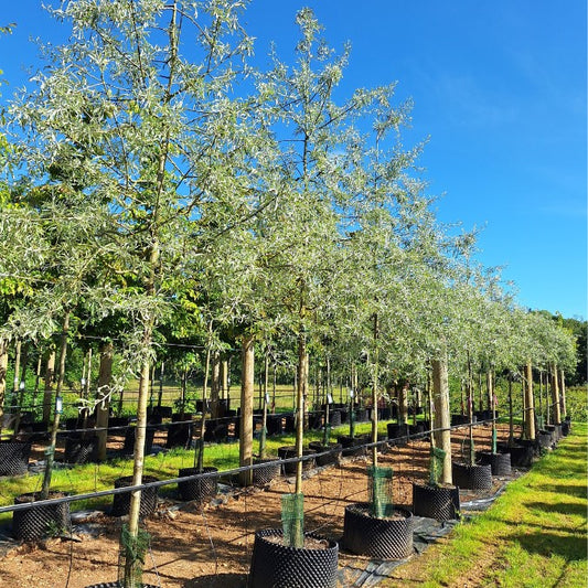 Pyrus salicifolia 'Pendula'