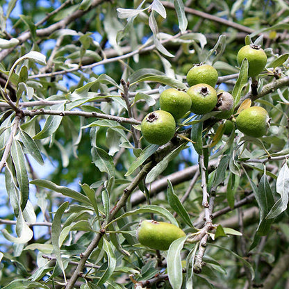 Pyrus salicifolia 'Pendula'