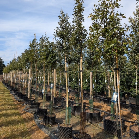 Quercus ilex