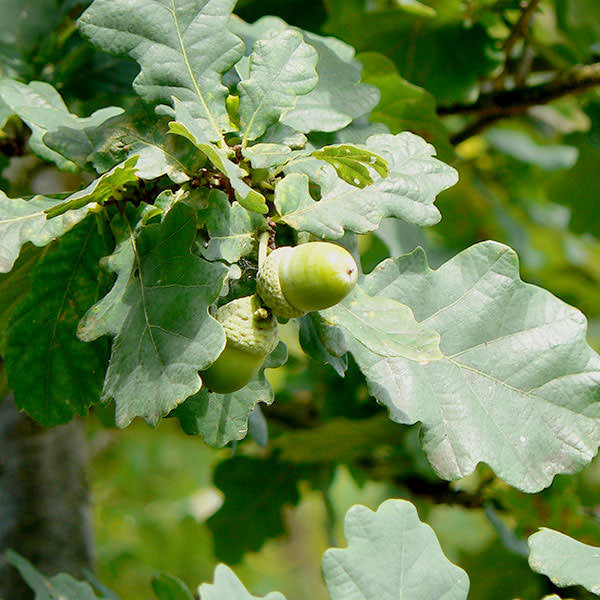 Quercus robur – Majestic Trees