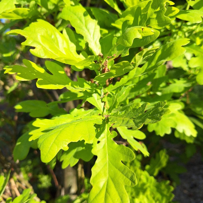Robul R Quercus Robur Koster – Quercus Robur Nom Français – NRWMRI