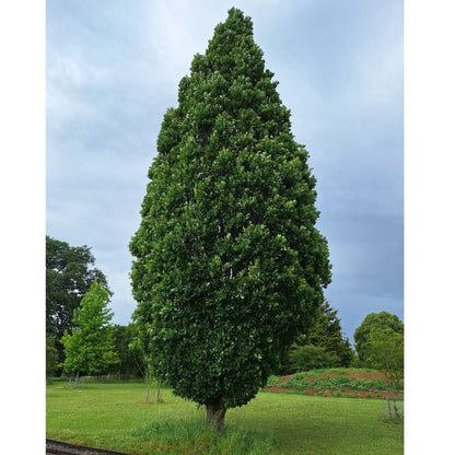 Quercus robur 'Fastigiata Koster'