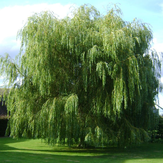 Salix babylonica