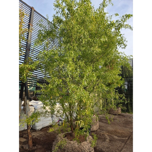 Salix babylonica 'Tortuosa'