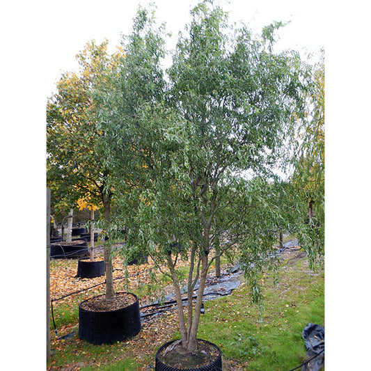 Salix babylonica 'Tortuosa'