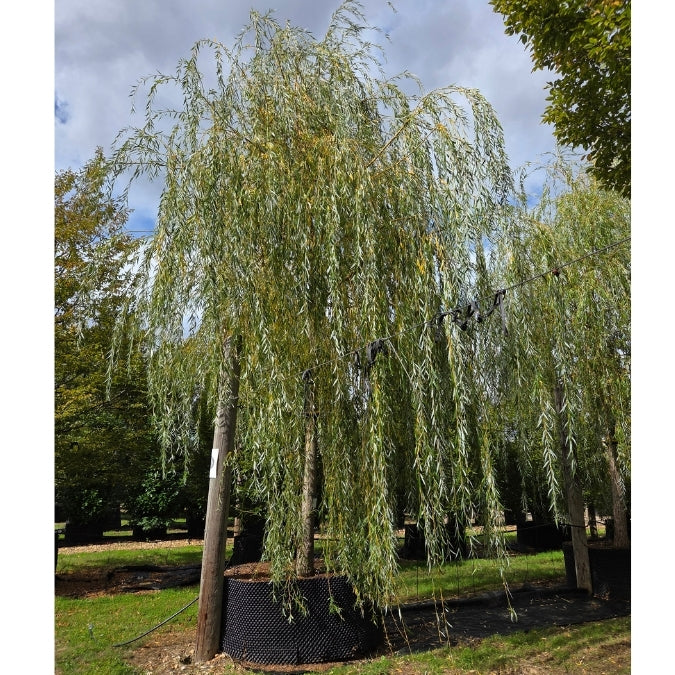 Salix x sepulcralis 'Chrysocoma'