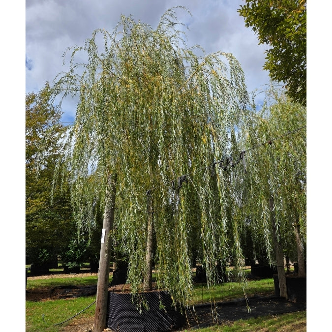 Salix x sepulcralis 'Chrysocoma'