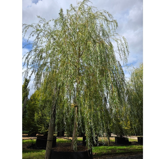 Salix x sepulcralis 'Chrysocoma'