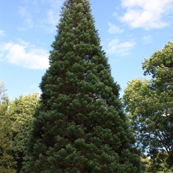 Sequoiadendron giganteum