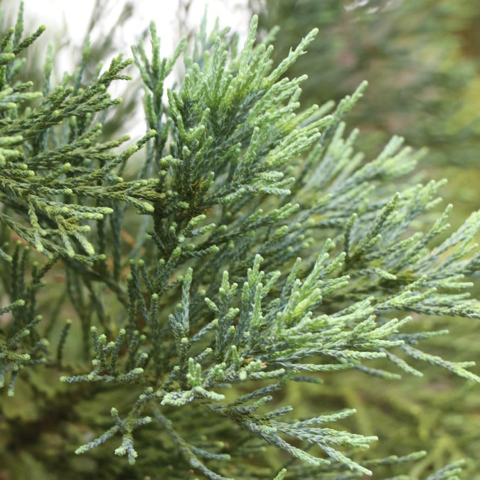 Sequoiadendron giganteum