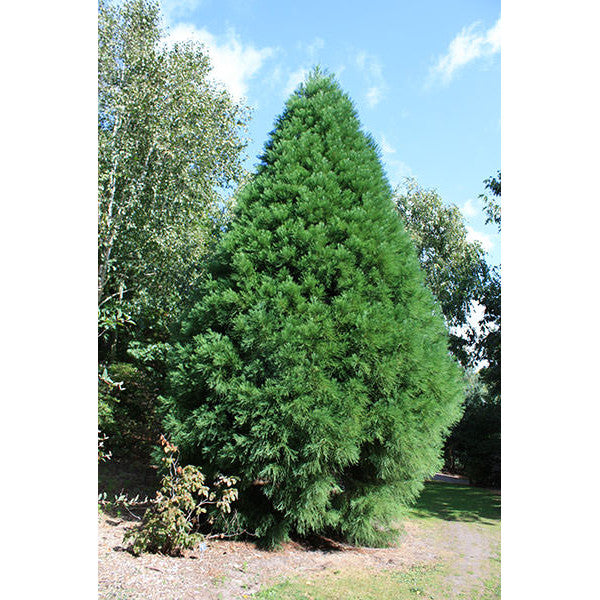 Sequoiadendron giganteum