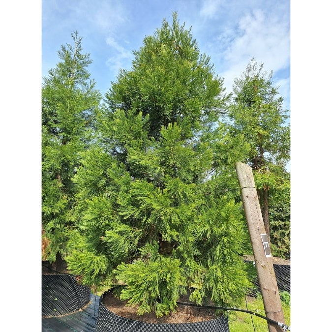 Sequoiadendron giganteum