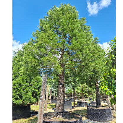 Sequoiadendron giganteum