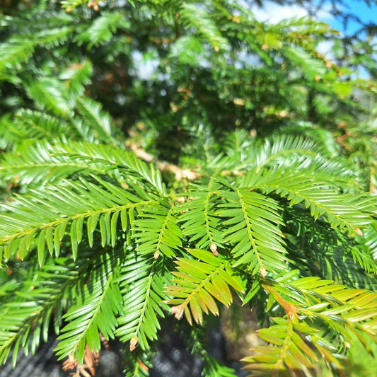 Sequoia sempervirens