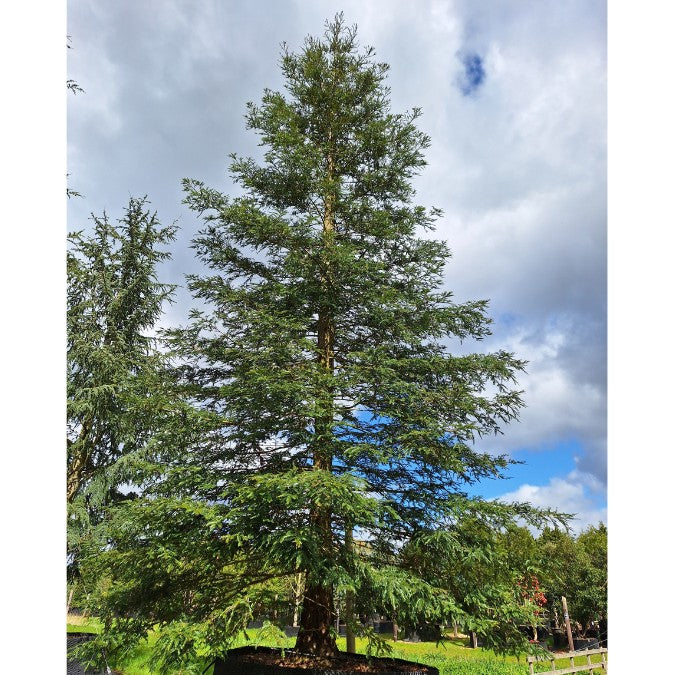 Sequoia sempervirens