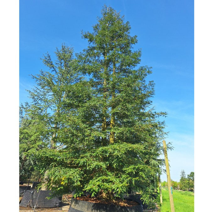 Sequoia sempervirens