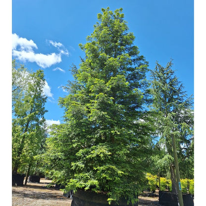 Sequoia sempervirens