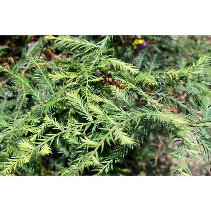 Sequoia sempervirens