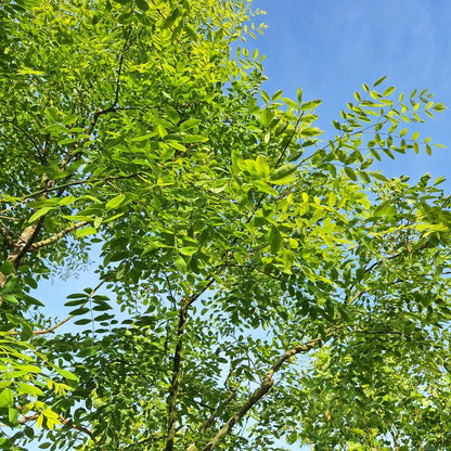 Sophora japonica