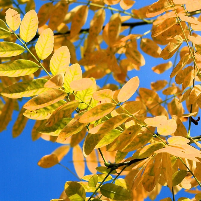 Sophora japonica