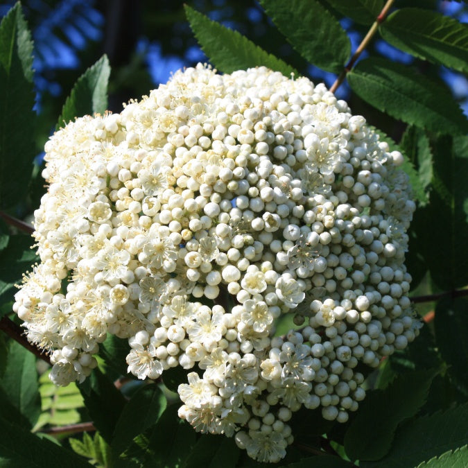 Sorbus aucuparia 'Edulis'