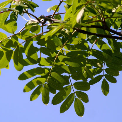 Sorbus aucuparia 'Edulis'