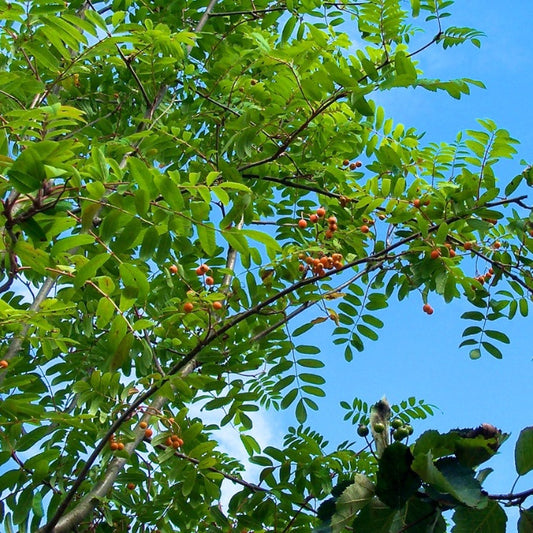 Sorbus aucuparia 'Edulis'