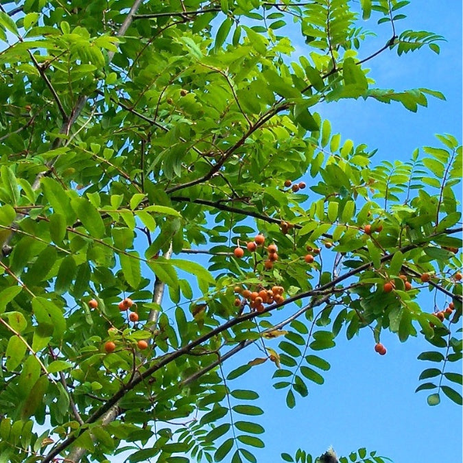 Sorbus aucuparia 'Edulis'