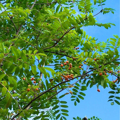 Sorbus aucuparia 'Edulis'