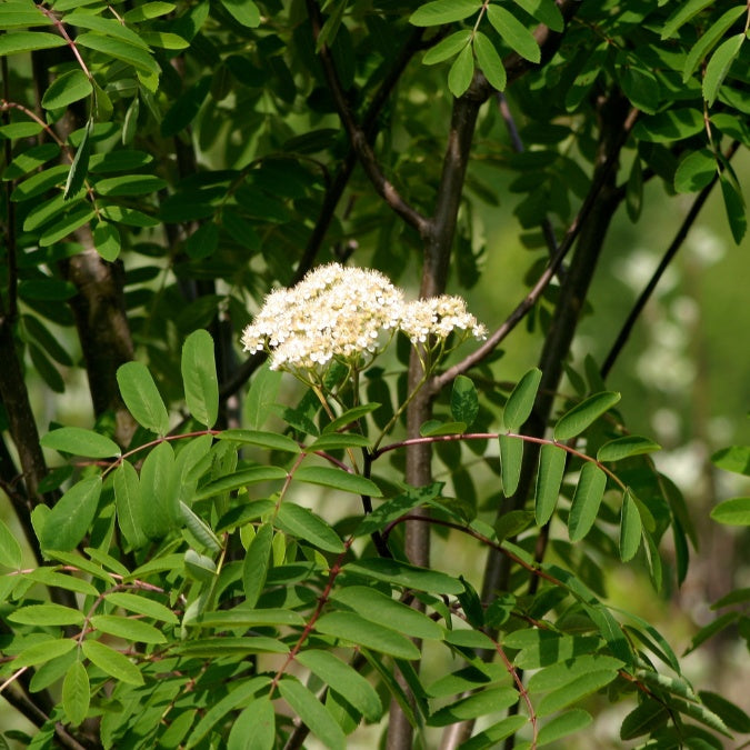 Sorbus aucuparia 'Edulis'