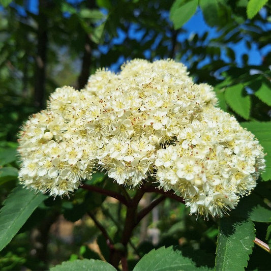 Sorbus auc. 'Sheerwater Seedling'