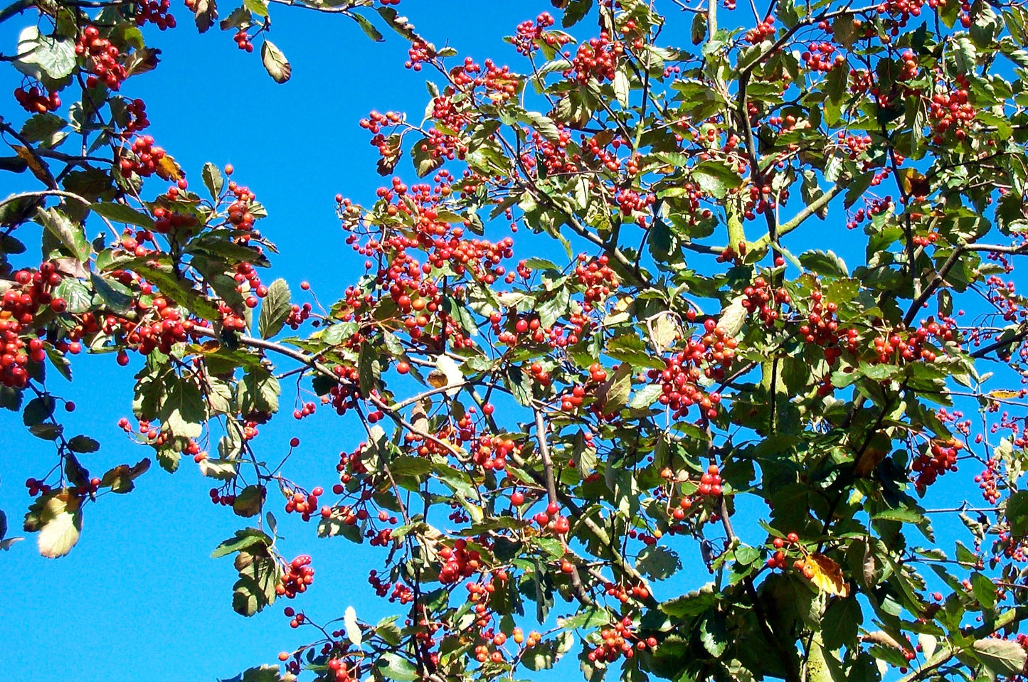 Sorbus intermedia 'Brouwers'