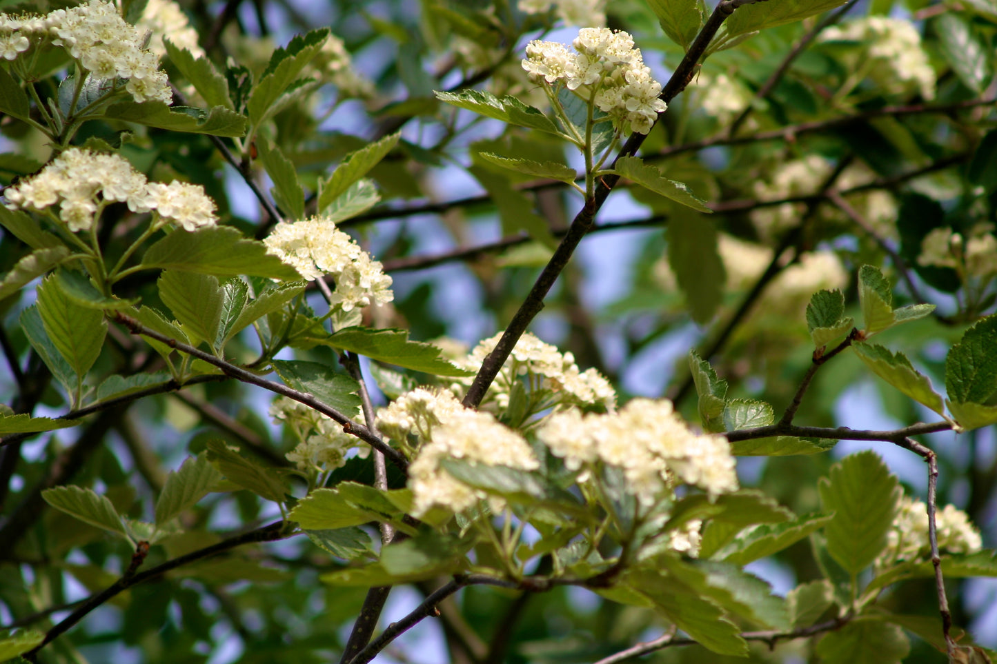 Sorbus intermedia 'Brouwers'