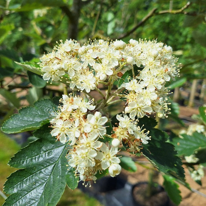 Sorbus intermedia 'Brouwers'