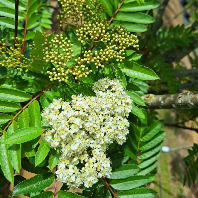 Sorbus 'Joseph Rock'