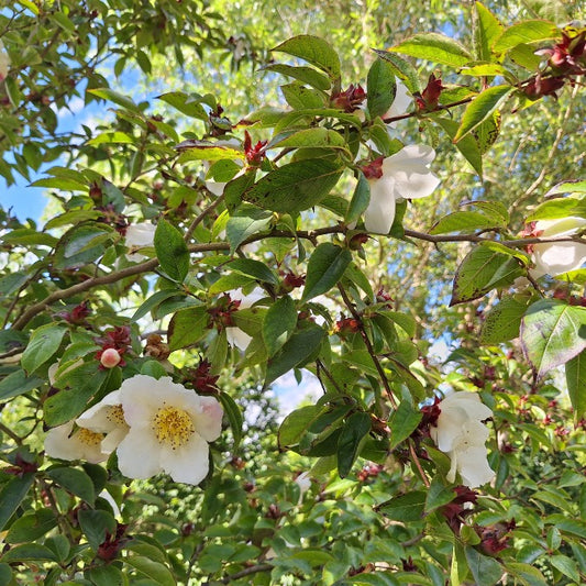 Stewartia pseudocamellia