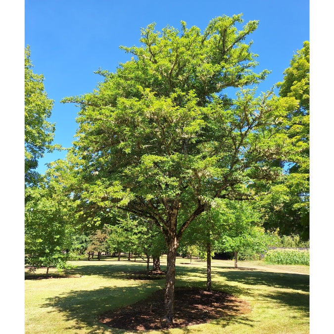 Styrax japonicus