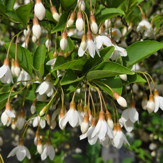 Styrax japonicus