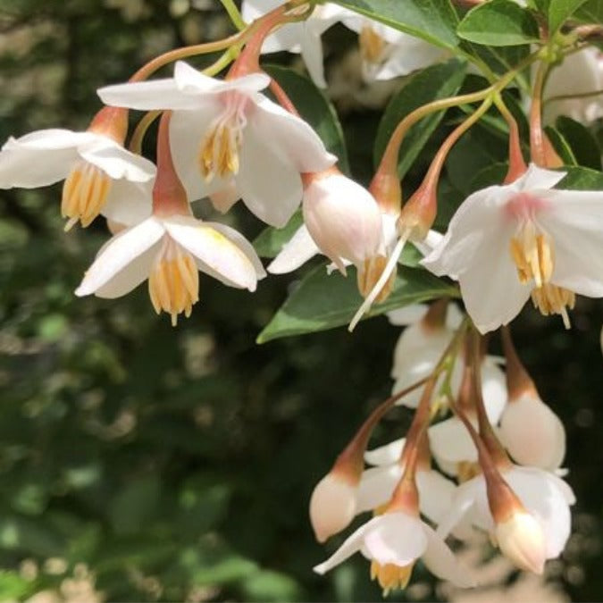 Styrax japonicus