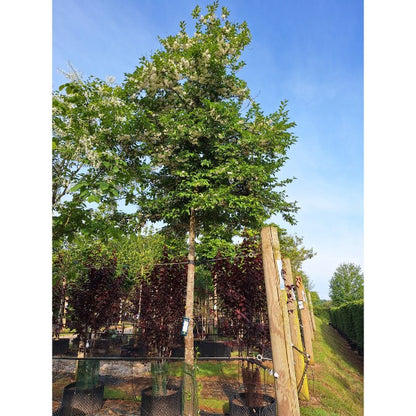 Styrax japonicus