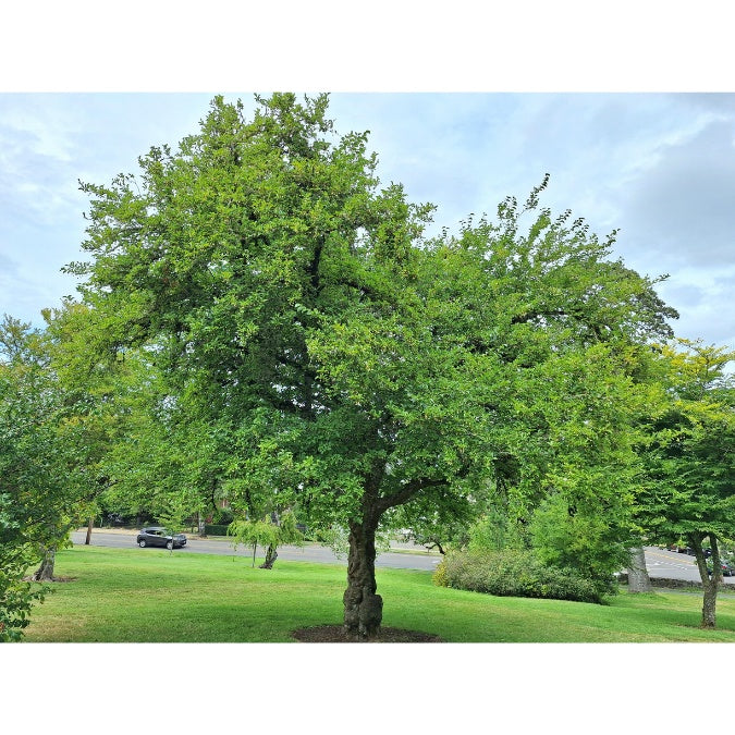 Styrax japonicus