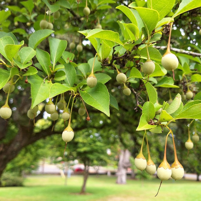 Styrax japonicus