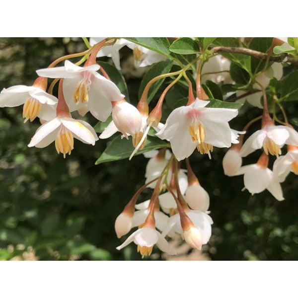 Styrax japonicus